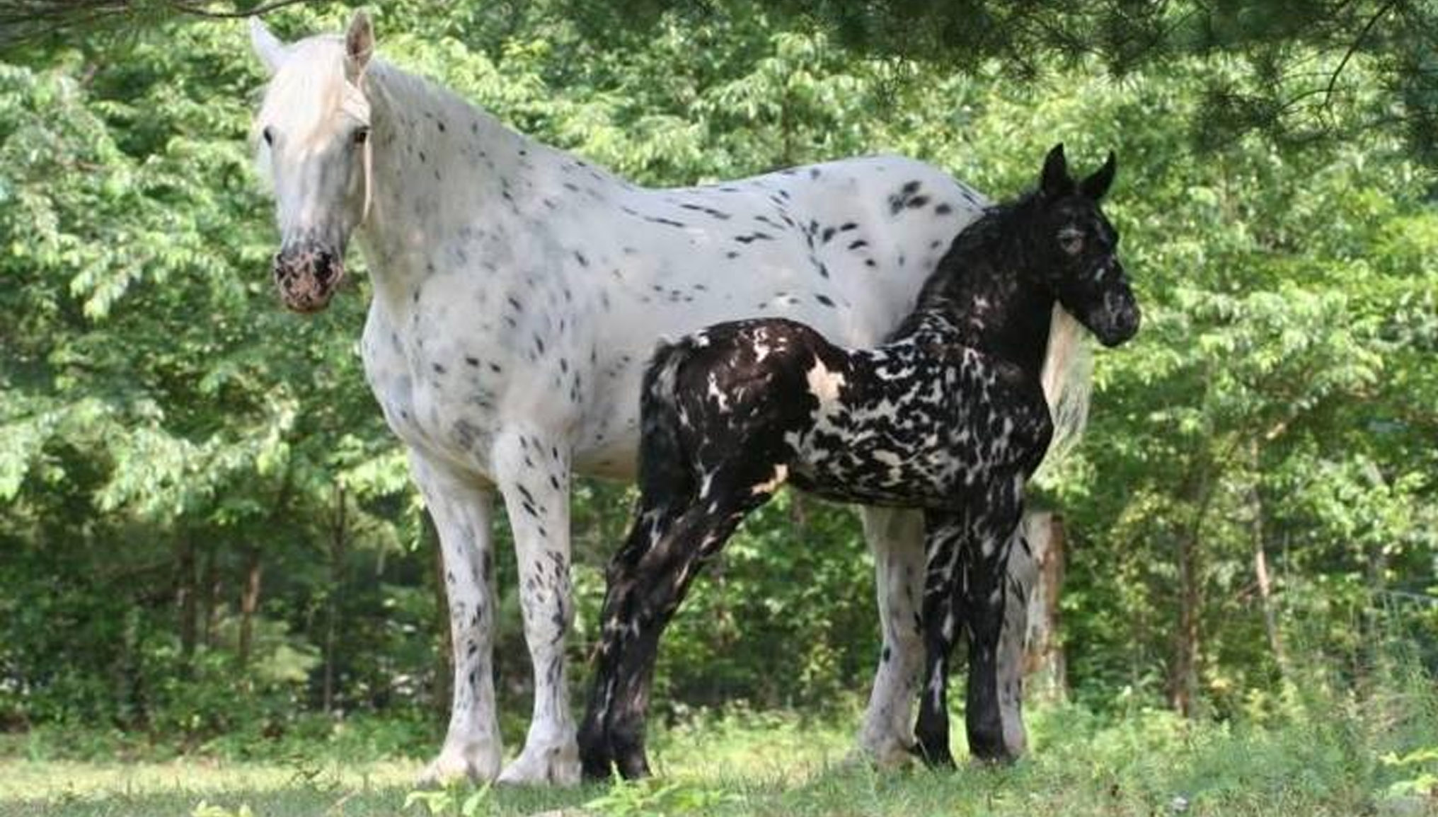 Appaloosa/Friesian cross magic