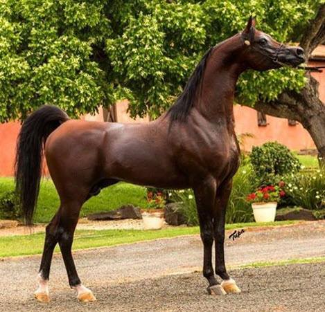 Arab-Horse-Database