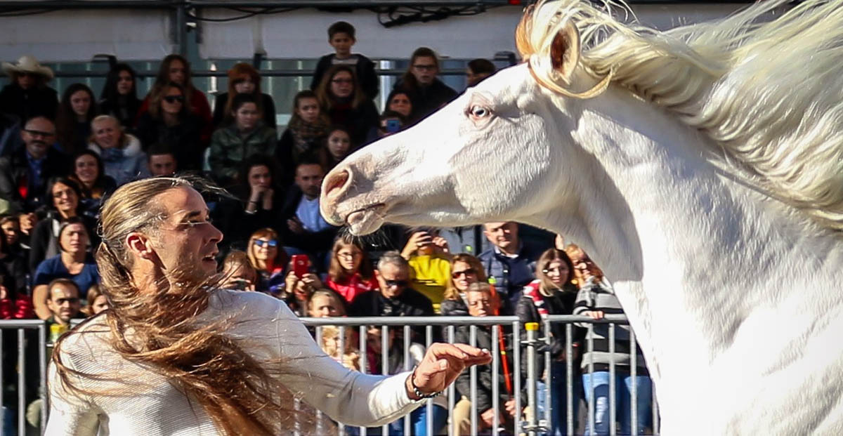 Quarab Horses - Arab Quarter Horse Cross