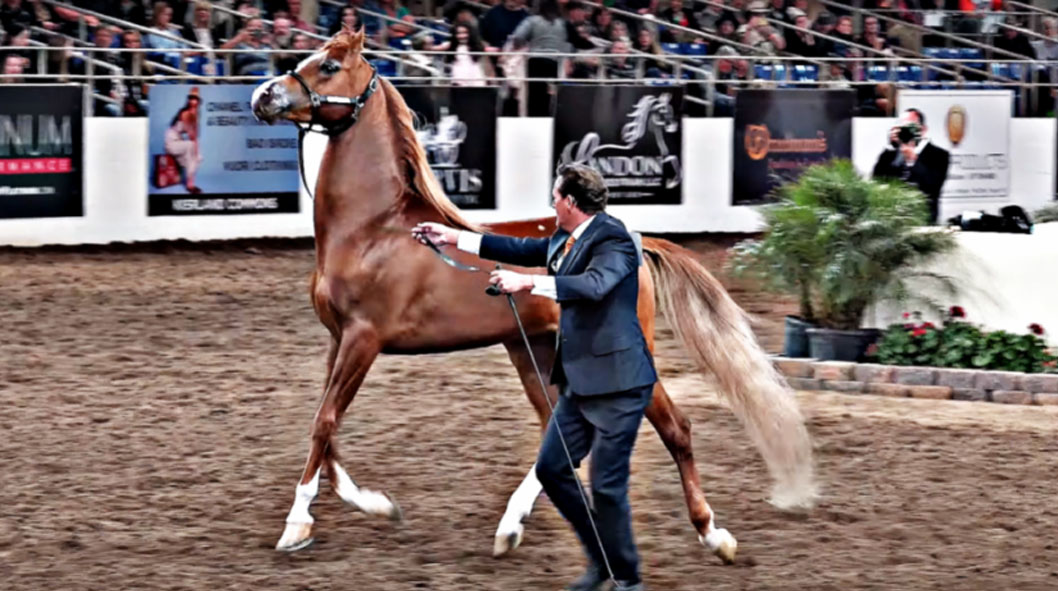 Scottsdale Arabian Horse Show Liberty Run - Winning Arab Stallion Bryzzo