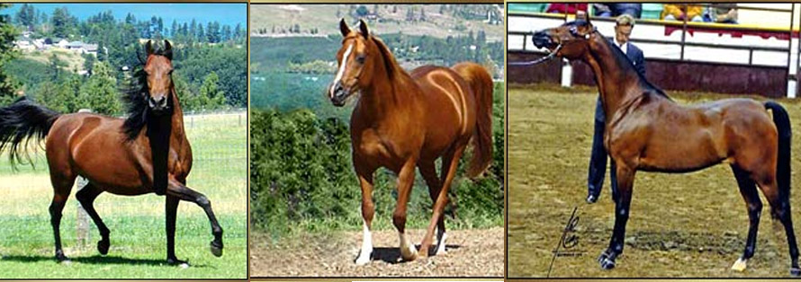 Arabian Broodmares