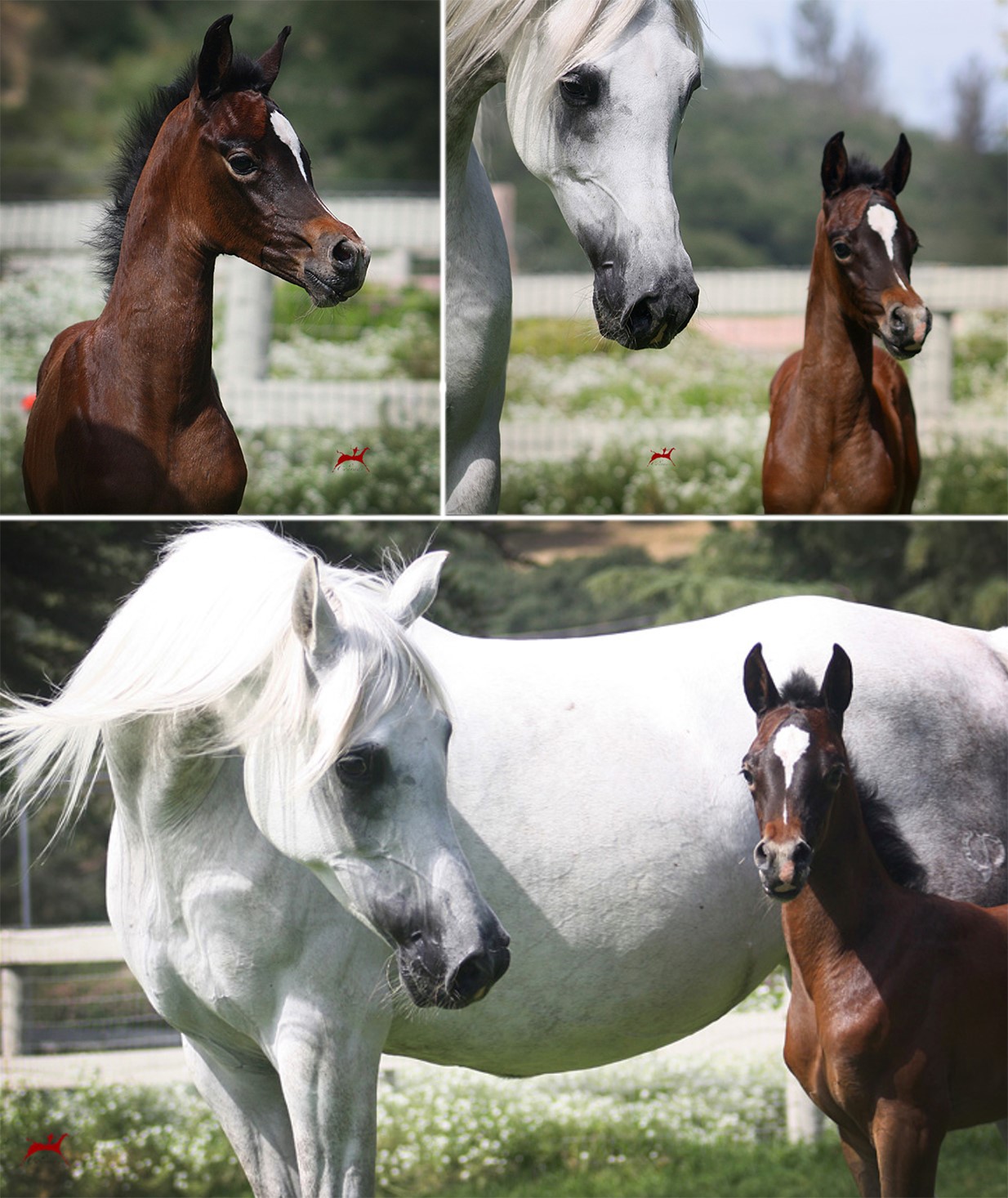 Arabian Foals