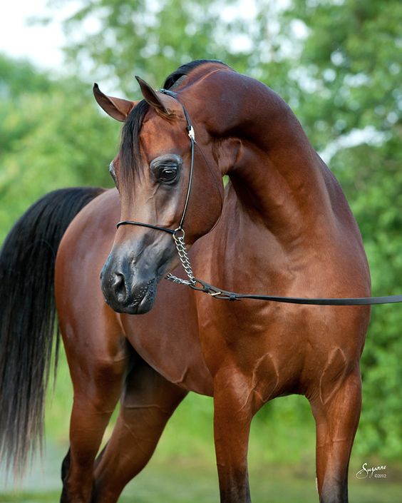 Tuffany Ranch Arabians, Foal Barn, California, USA