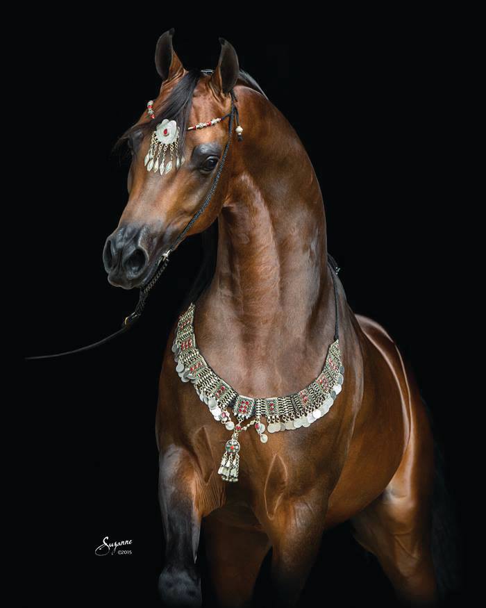 Arabian Stallion