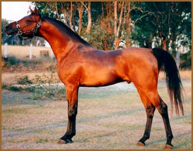 Arabian-Stallions-For-Sale