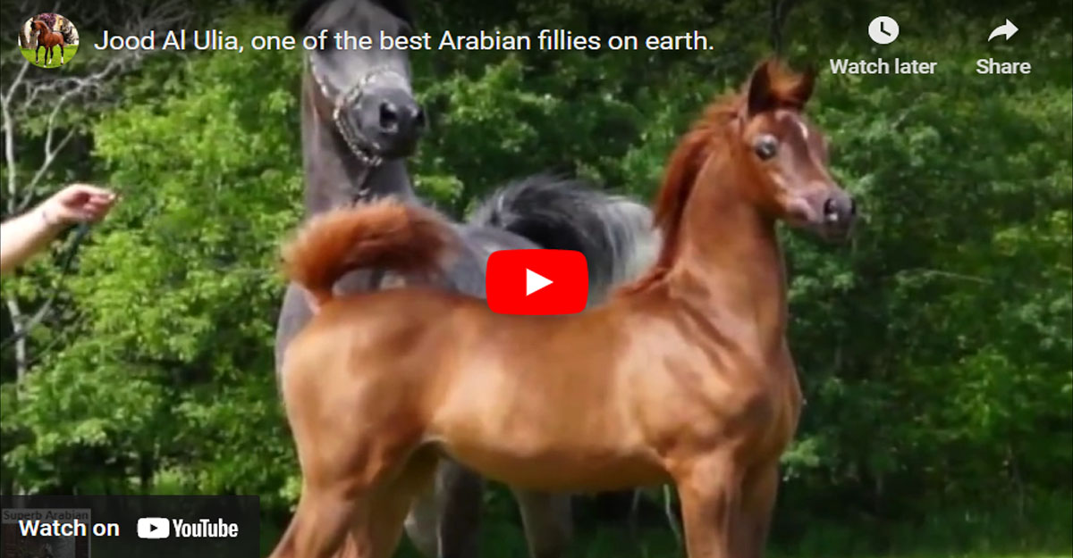 Jood Al Ulia - Arabian Chestnut Mare