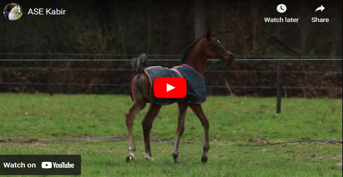 Meet Ase Kabir, The Arabian Foal With A Perfect Face