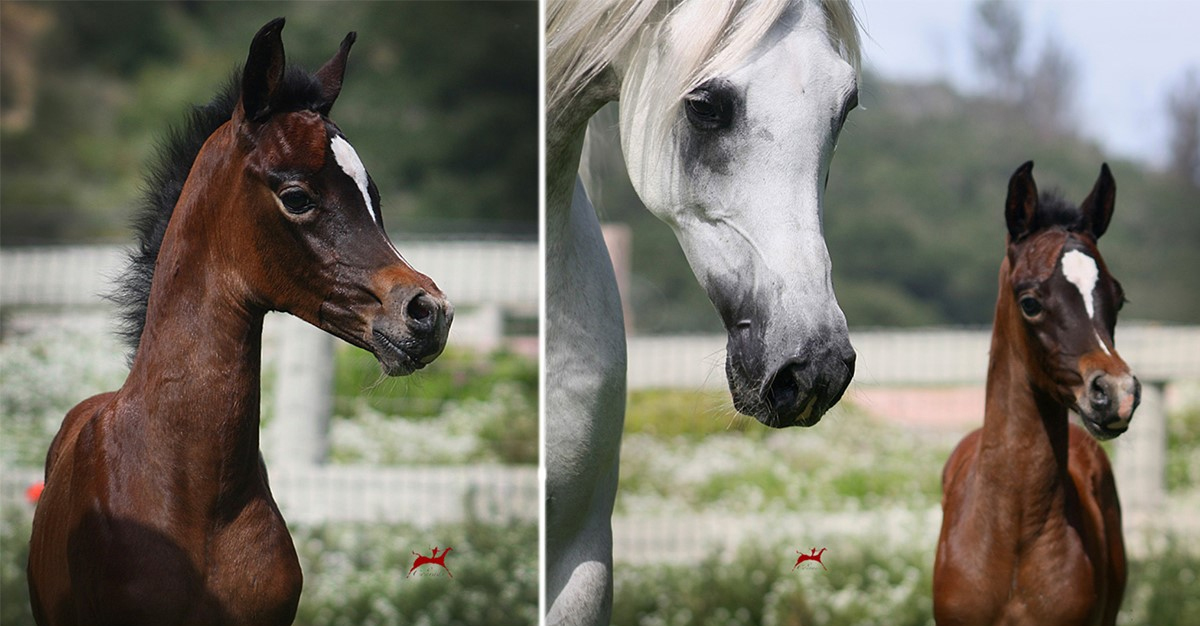 Arabian Foals - Arabian Horse Bloodlines