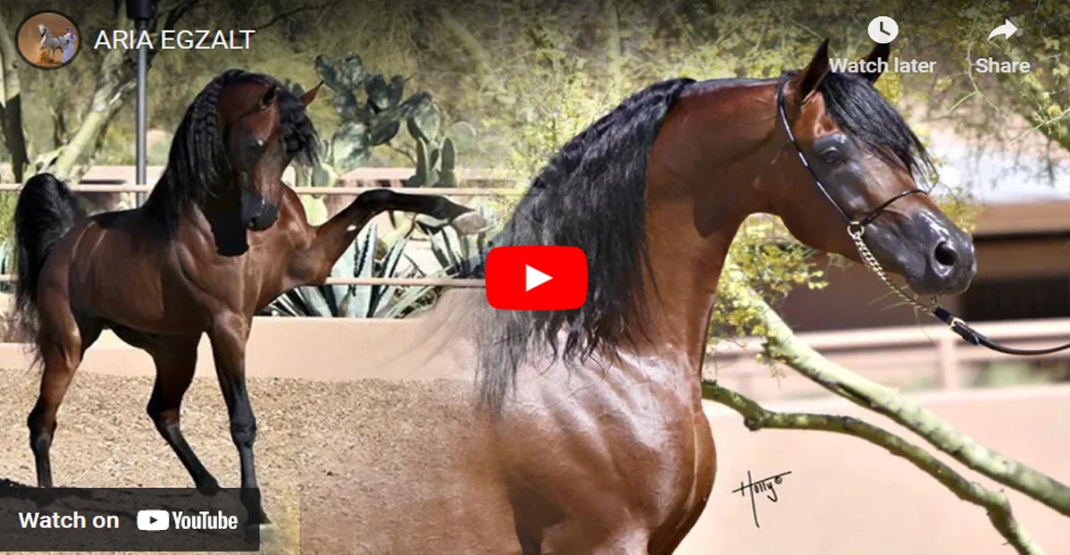 Aria Egzalt - Arabian Stallion Showing Off His Elegance In The Pasture