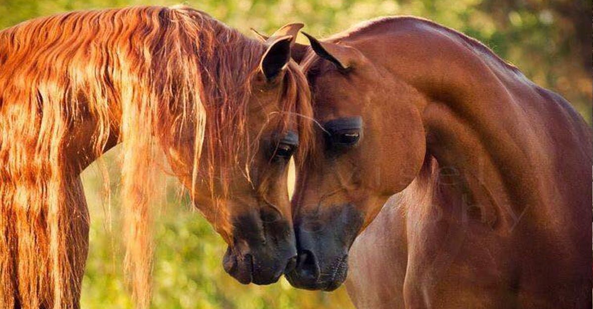 Arabian mares Azalea and Amelia B @Lazy B Arabians