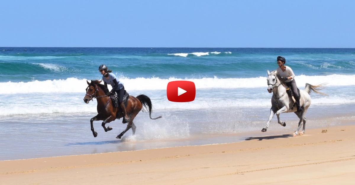 Arab vs Thoroughbred - Beach Riding
