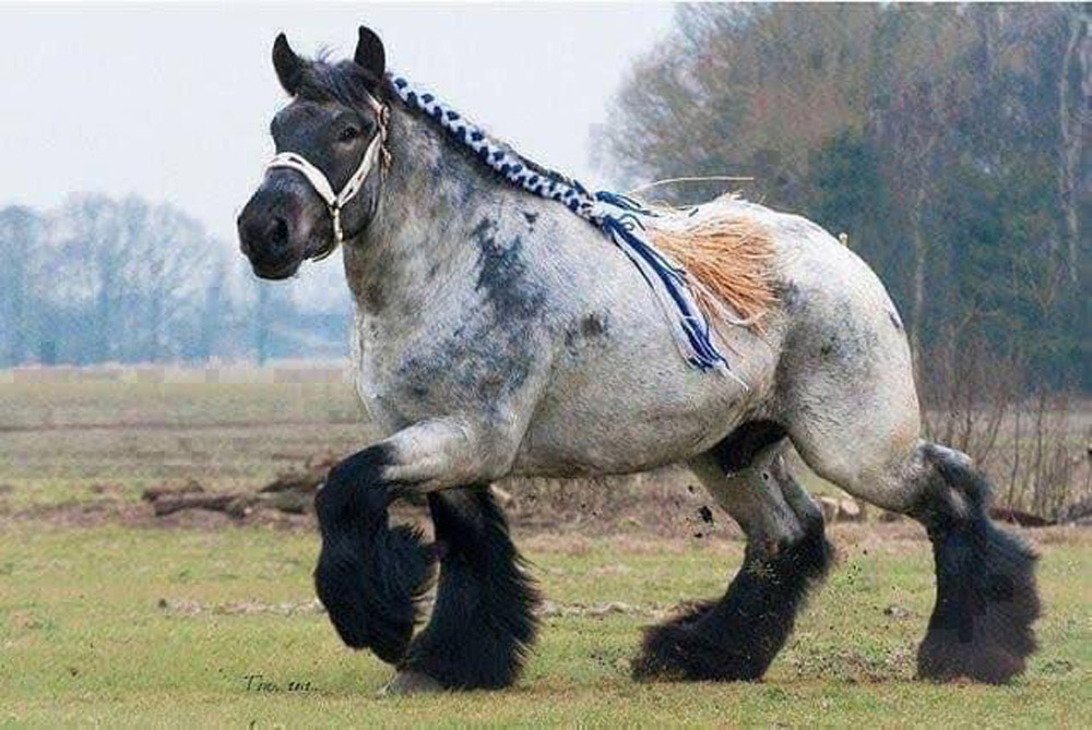 Ardennes Draft Horse Stallions