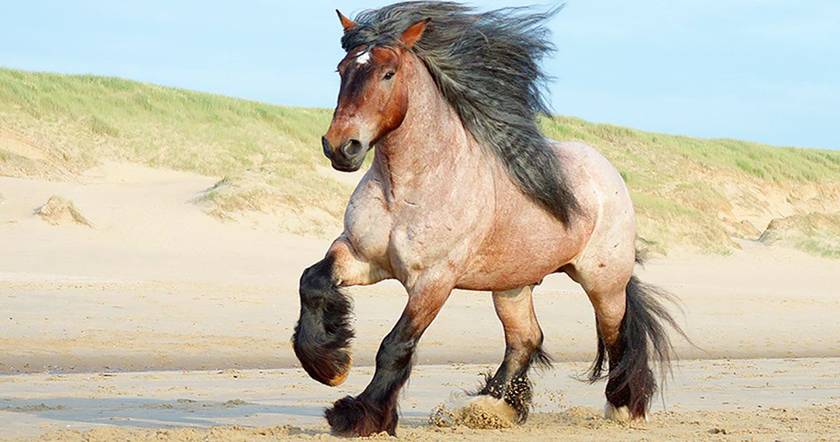 Ardennes Draft Stallions - Gorgeous Powerhouse