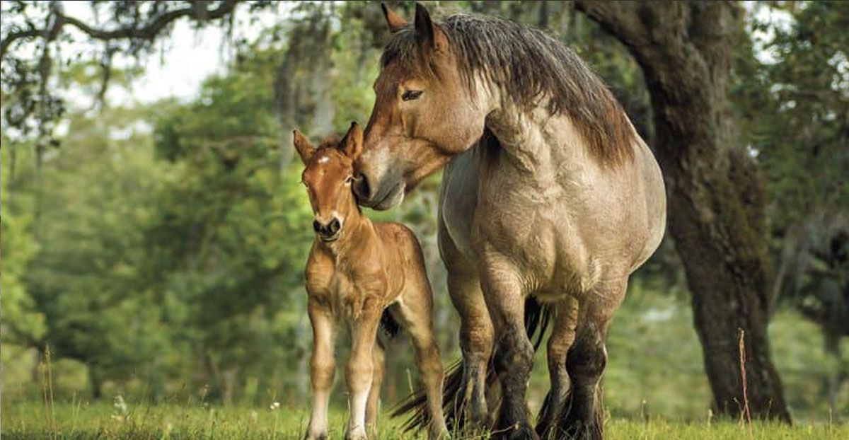 Ardennes Mares and Foals