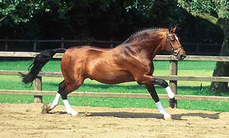 Argentinus - Warmblood Stallion