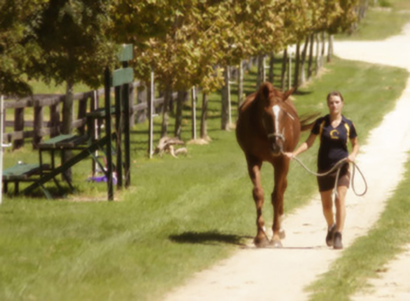 Argyle Showjumping Stables - Young Horses For Sale, Australia