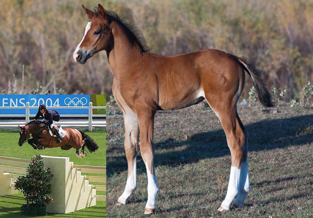 Clone Of Legendary Jumping Stallion Arko Born...