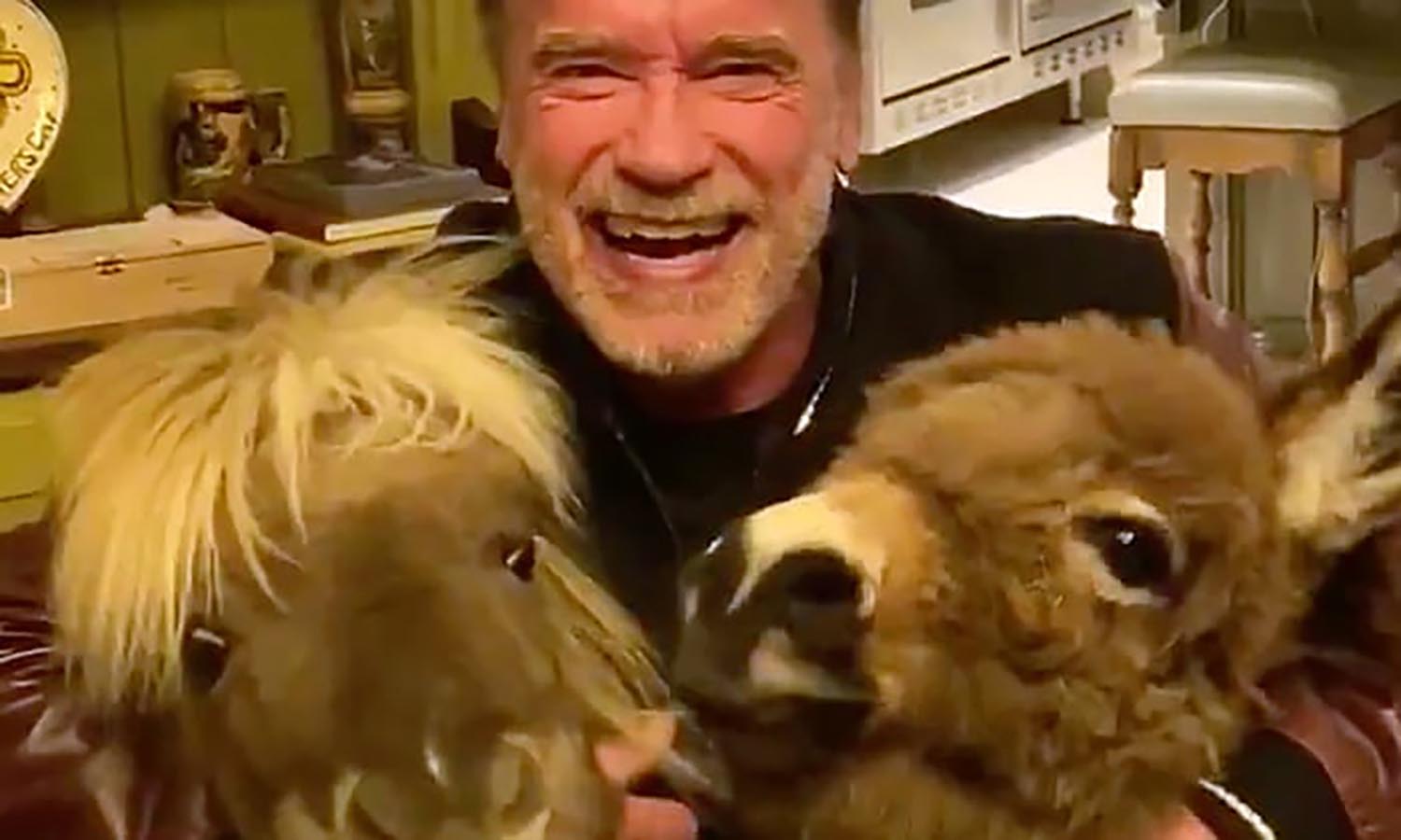 Meet Arnold Schwarzenegger And His Beloved Mini Horse