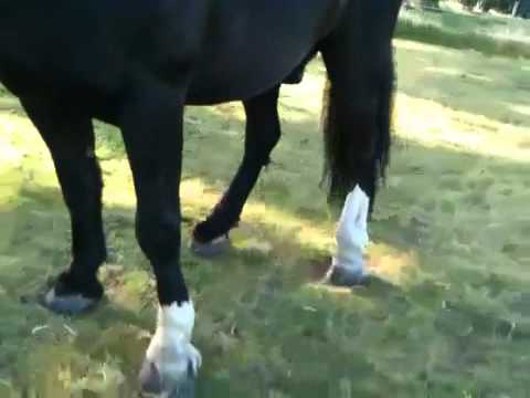 Arthritis In Horses