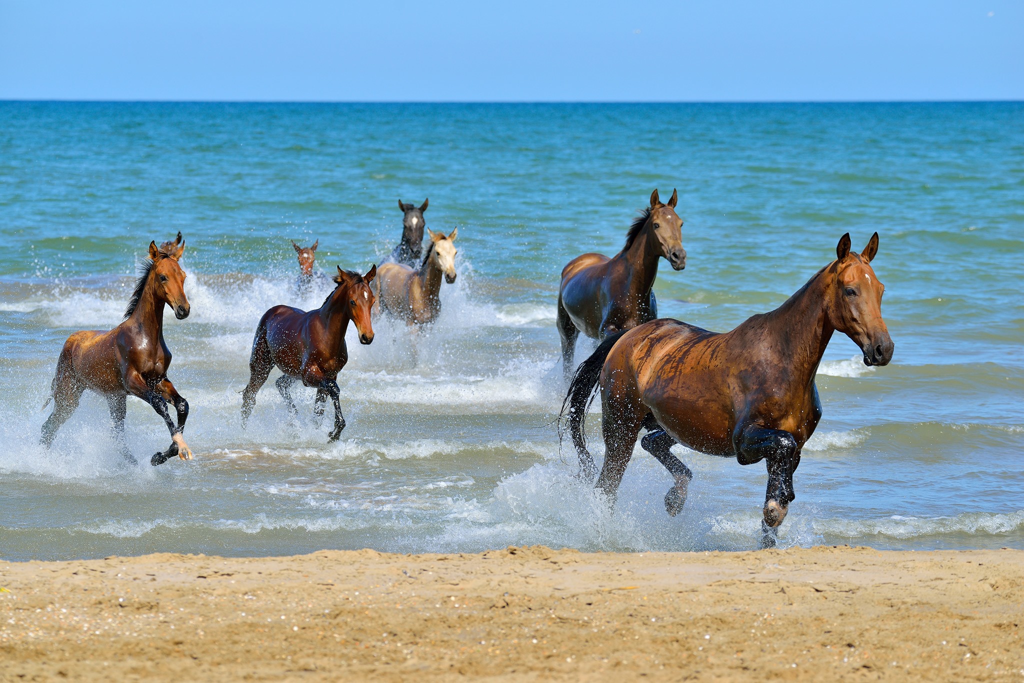 Artur Baboev - Moscow, Russia - Equine Photographer