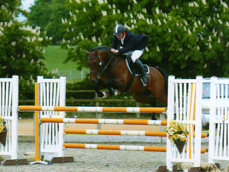 Robert Bevis Humping 5 year old stallion Arturo 9