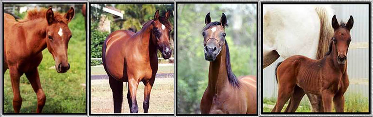 Asab Arabians