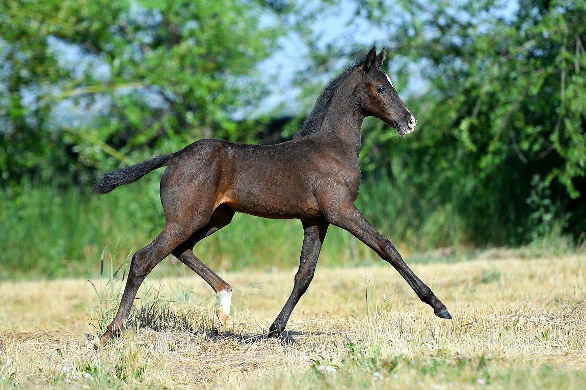 Asemdyk-Dacor - Akhal-Teke Stallion