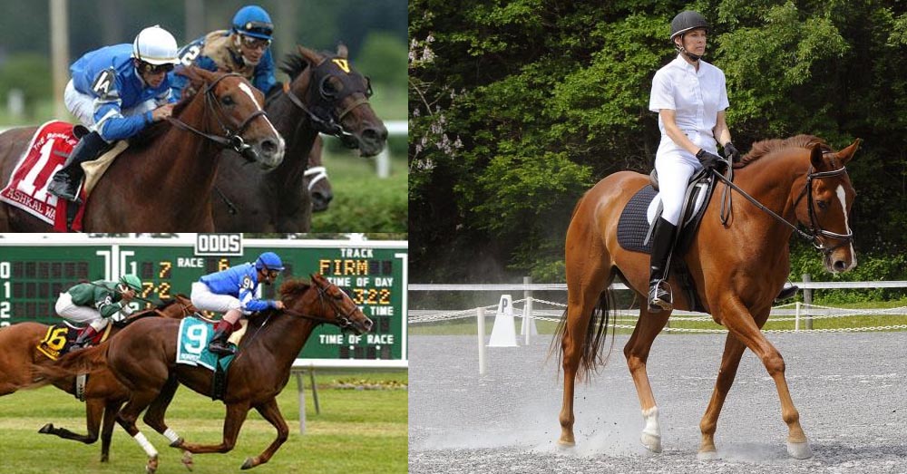 Jeannine Edwards and Ashkal Way From Race Horse to Dressage Horse