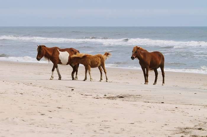 Assateague Island, Virginia and Maryland