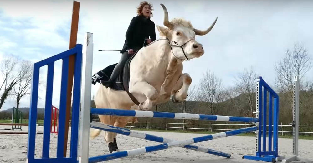 This Bull Thinks He`s a Horse