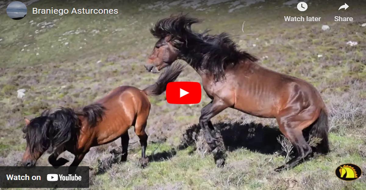 Asturcon Horses