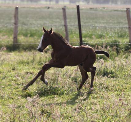 Athletic Colt Foal By Million Dollar