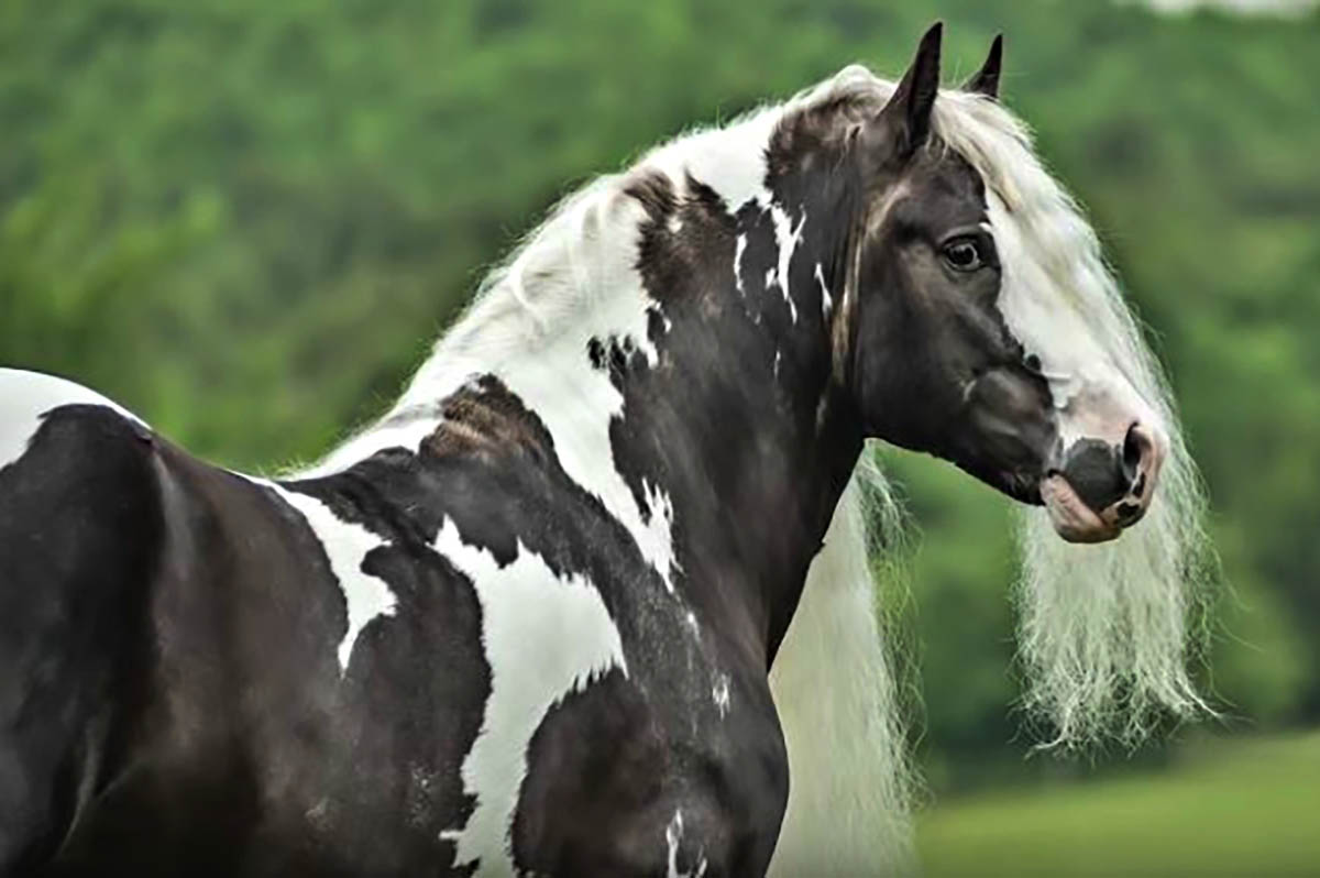 Austin - Gypsy Vanner Stallion