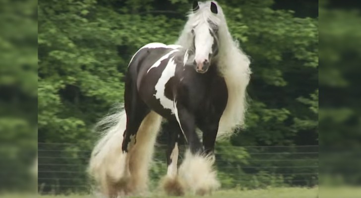 Austin Gypsy horse