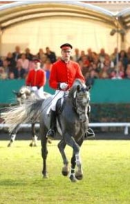 Avagon - Dressage Stallion