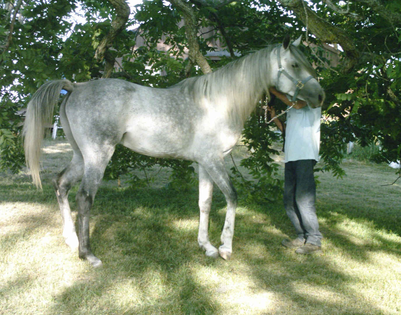 Avalondales Arabian Horses