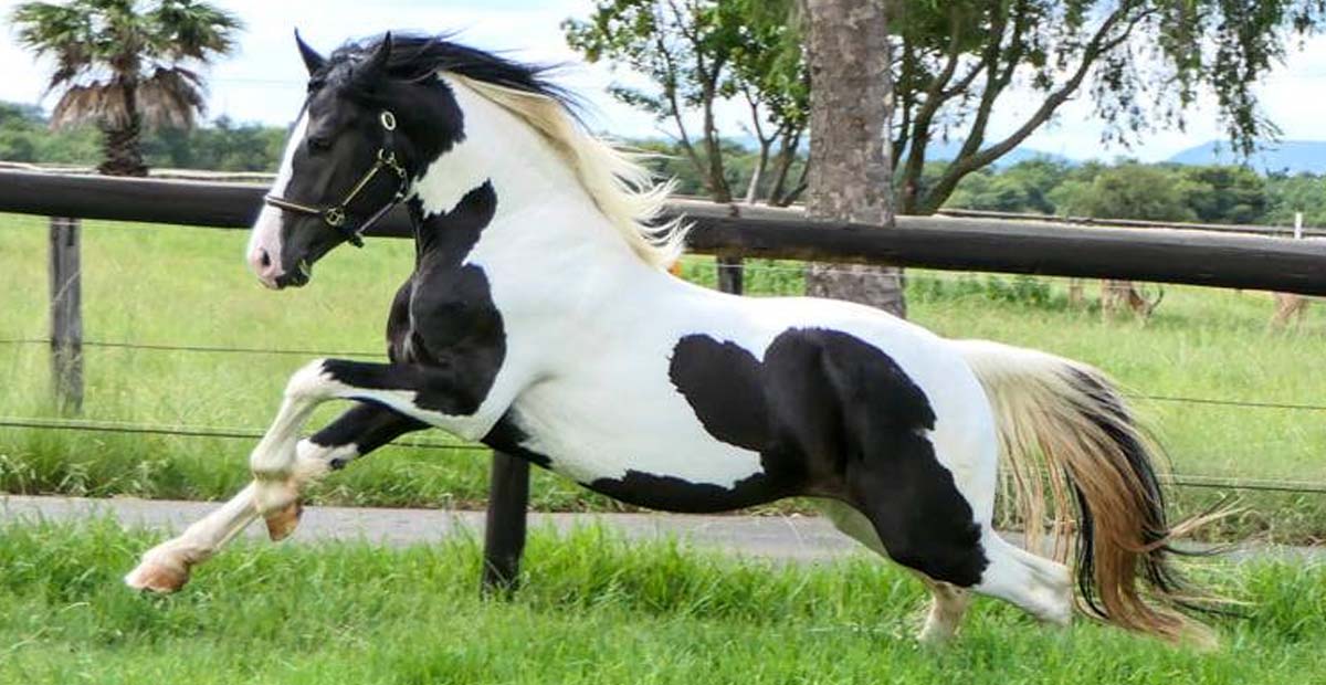 Baroque Pinto Stallion 2 years Brown in Chiclana de la Frontera