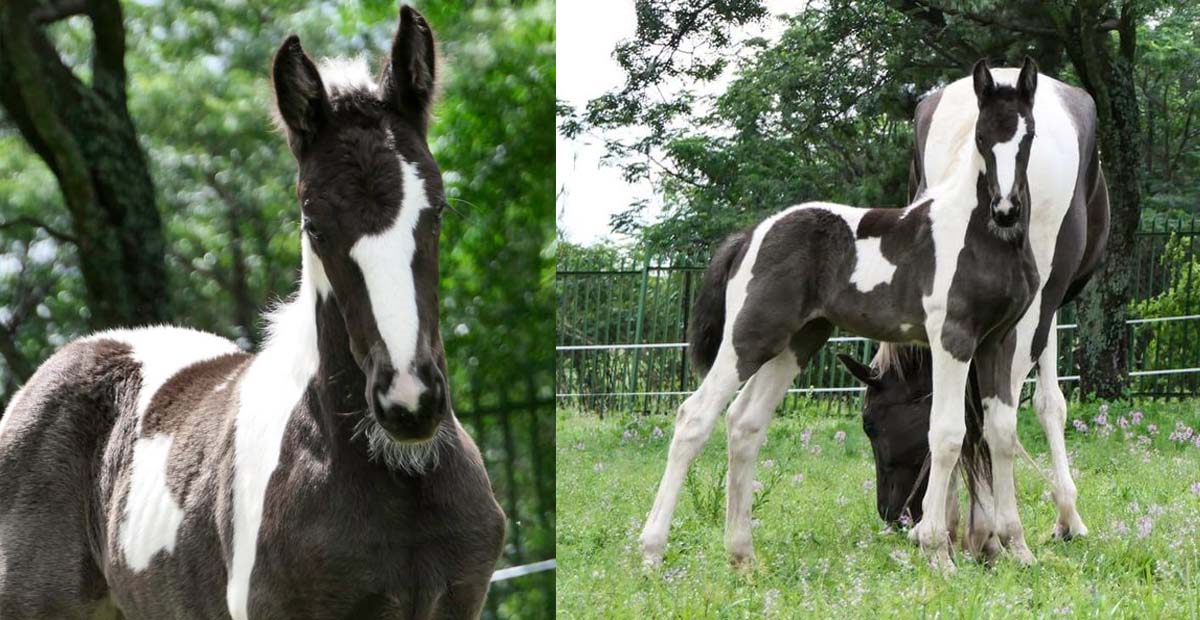 Azaliah Barock Pinto Stud