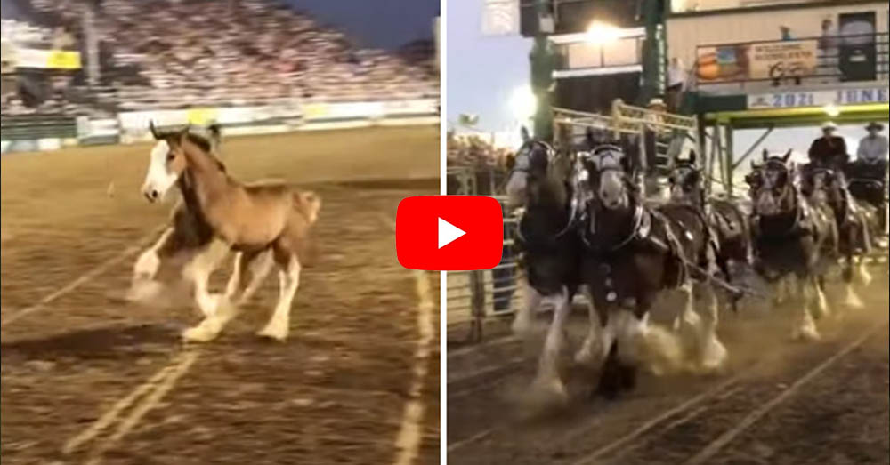 Baby Clydesdale Steals The Show During Moms Performance