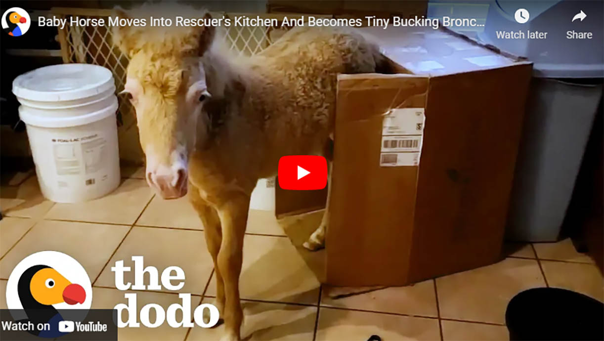 Baby Horse Moves Into Rescuers Kitchen And Becomes Tiny Bucking Bronco