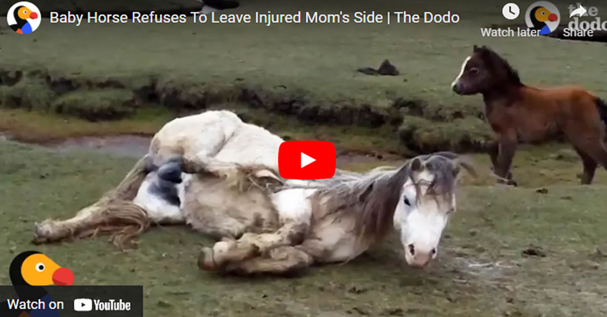 Baby Horse Refuses To Leave Her Injured Moms Side