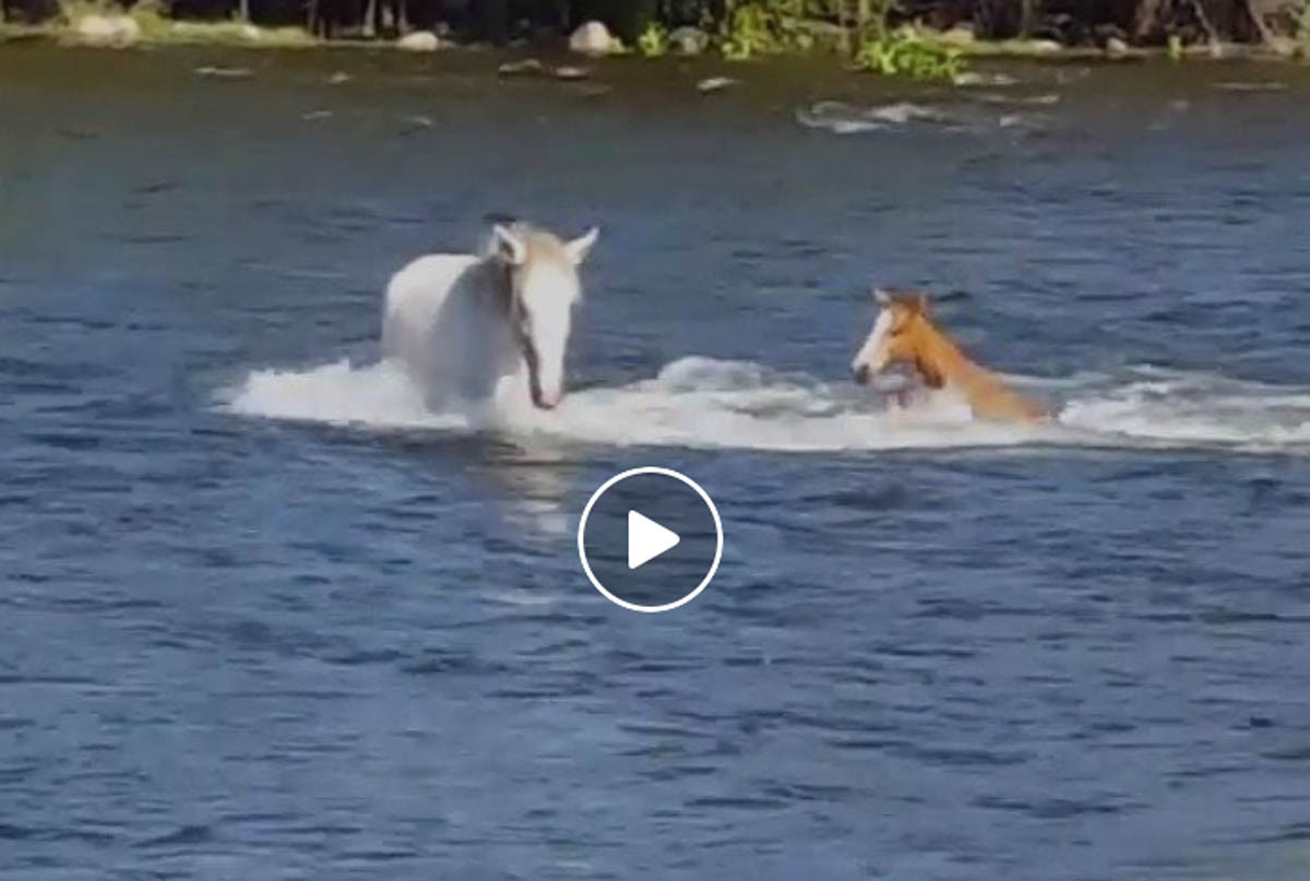 Baby Horse River Crossing