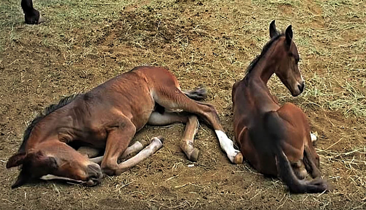 Baby Twin Horses Bucky and Lucky