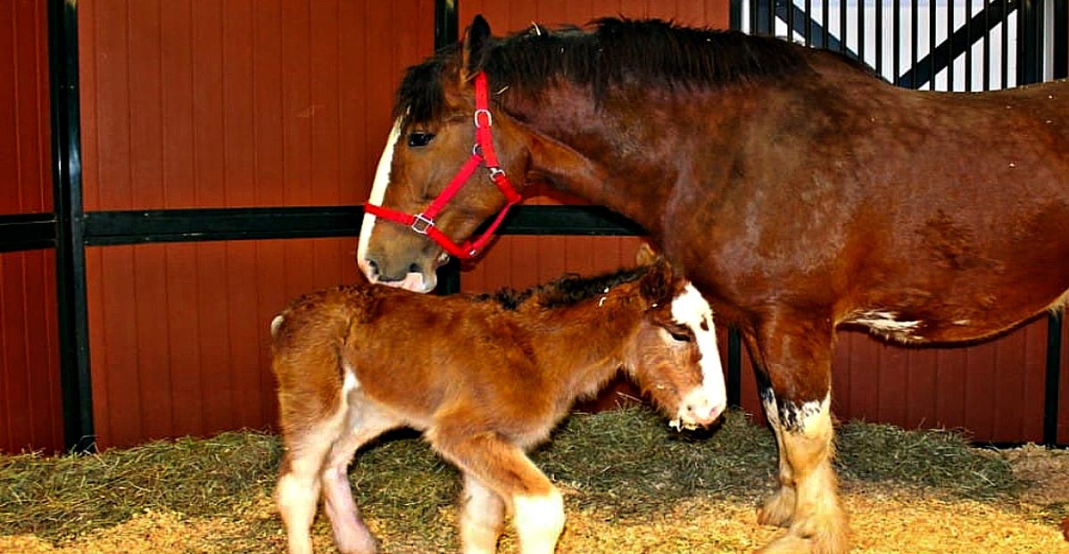 Sweet Baby Horse Joined The Budweiser Clydesdales` Family