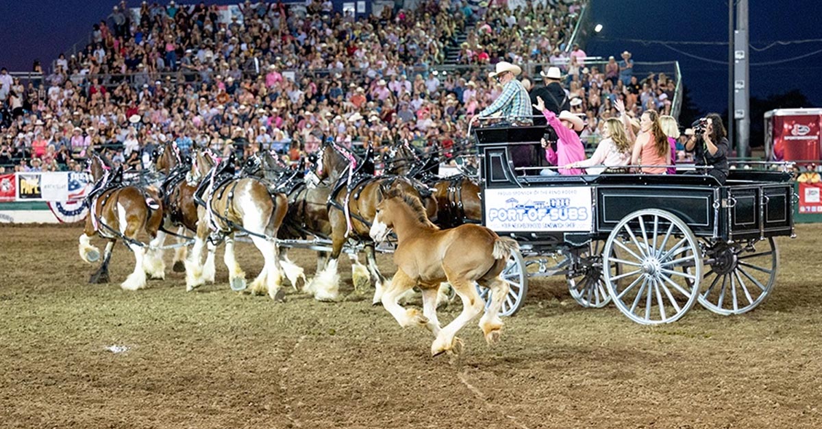 Baby Clydesdale @Reno Rodeo