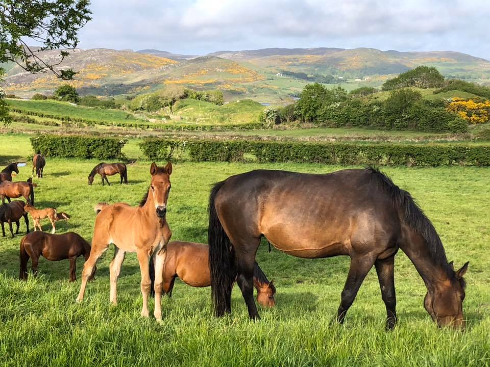 Ballyheerin Sport Horses