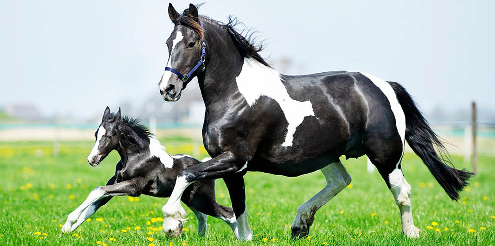 Beautiful herd of Barock Pinto mares with their foals