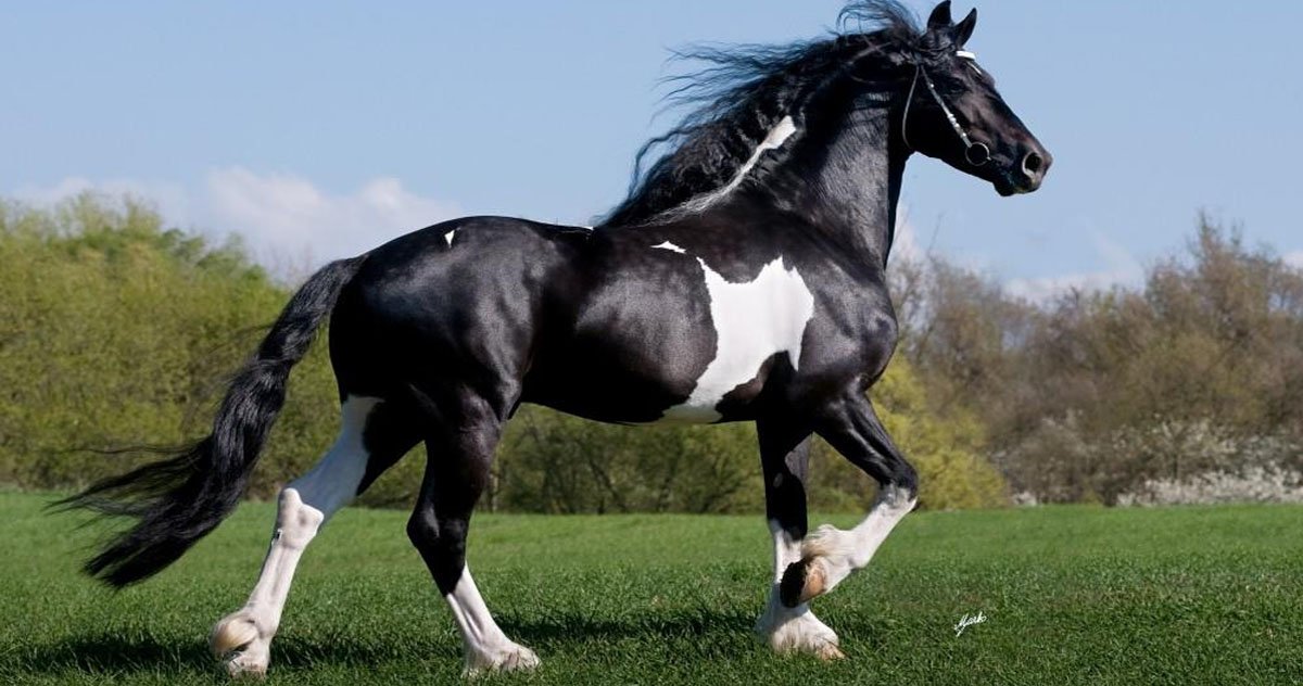 Barock Pinto Studbook - Barock Pinto Stallions At Stud - Coloured Stallion