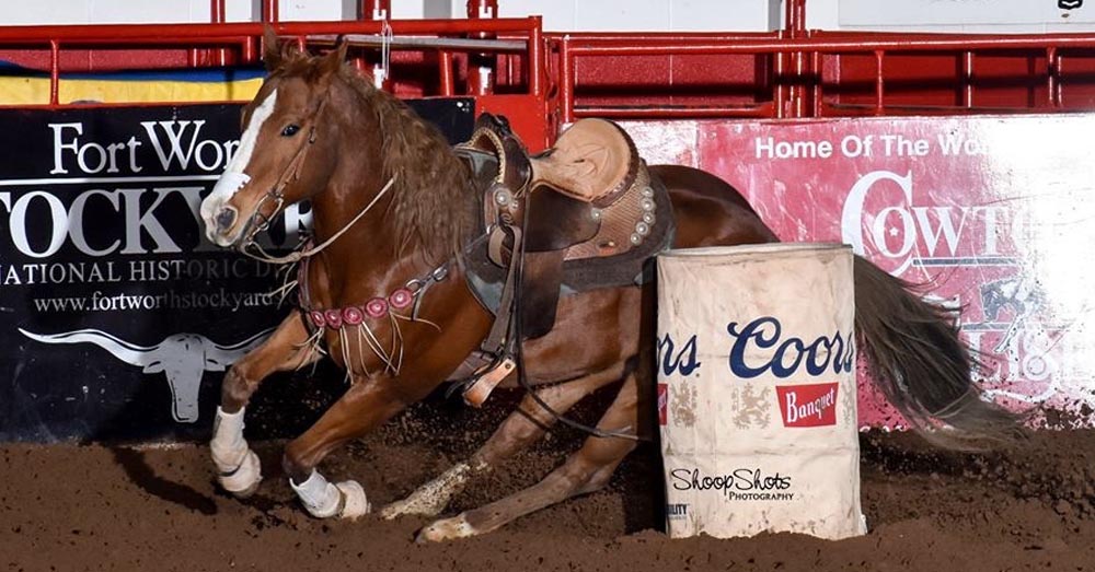 Barrel Racing Horse Knows His Job