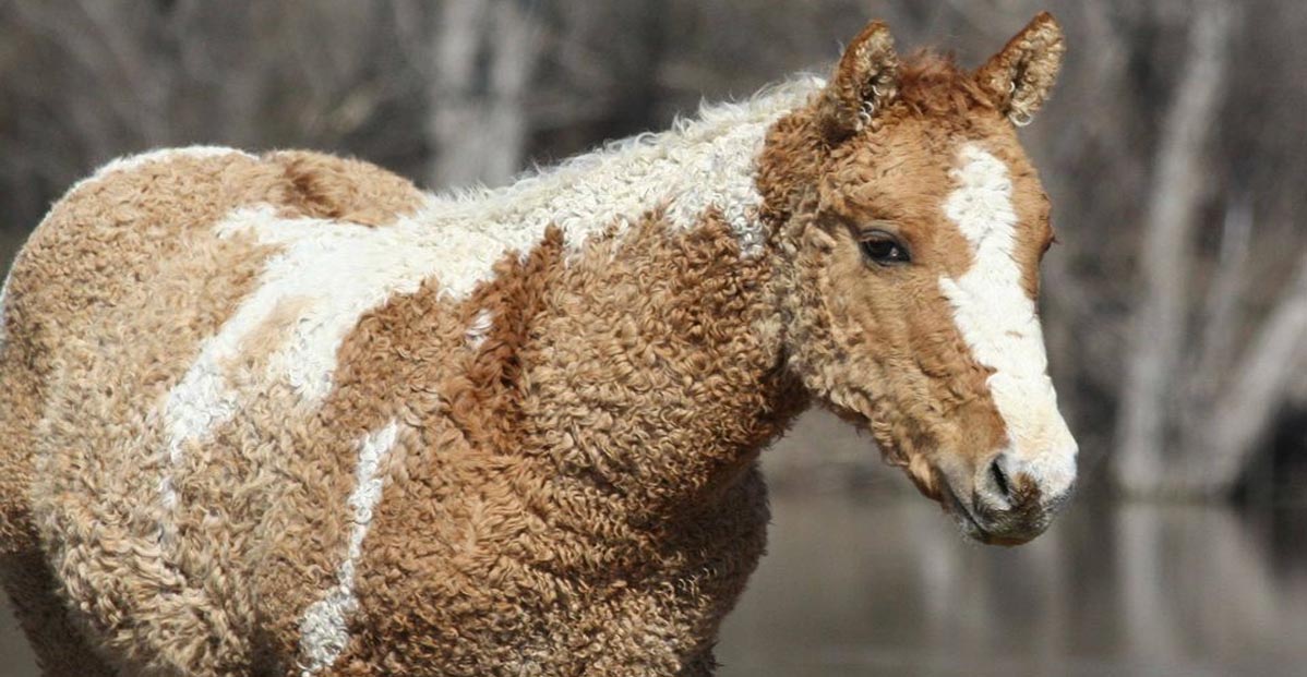 The Bashkir Curly Horse